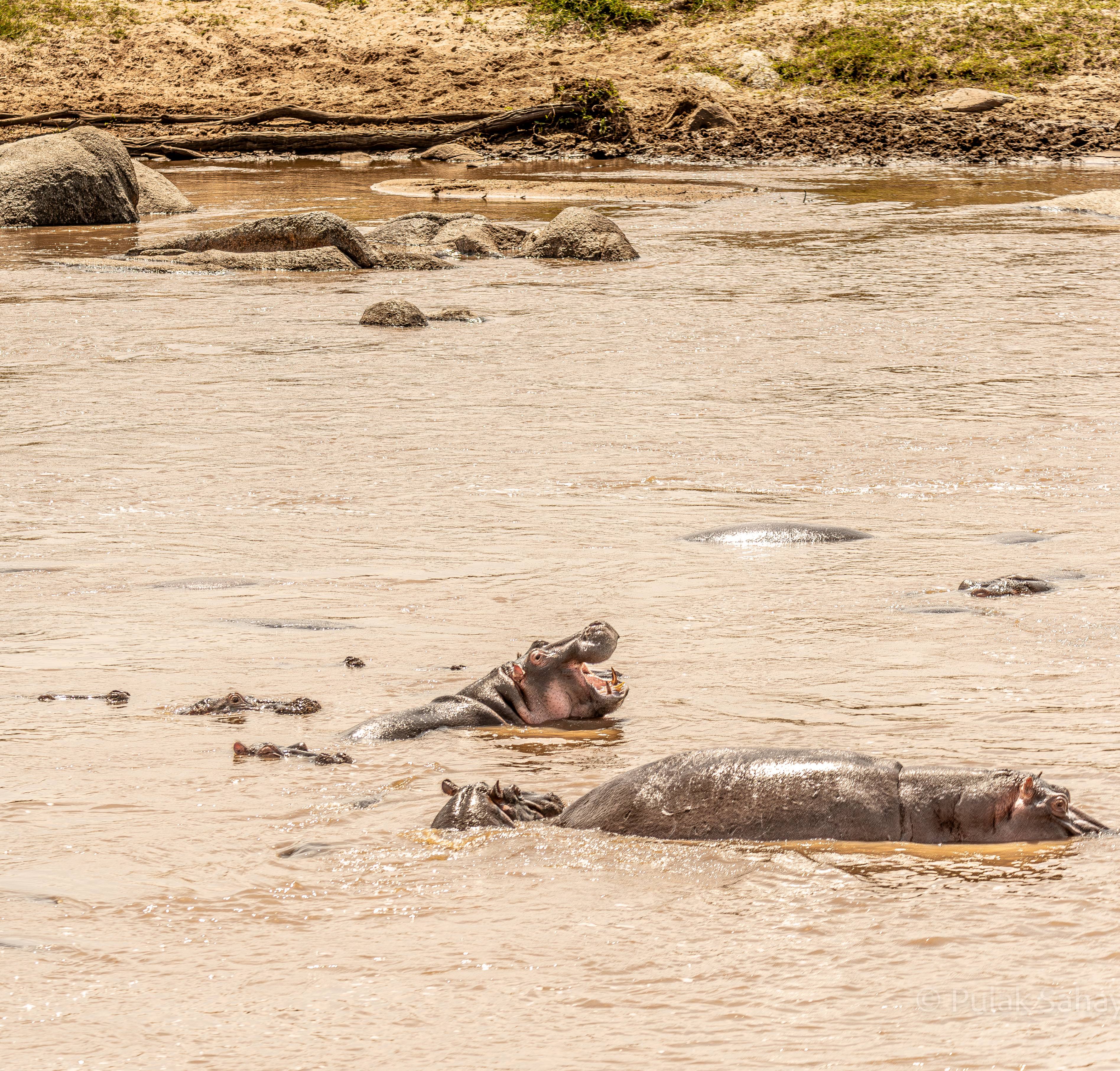Hippos enjoying a dip